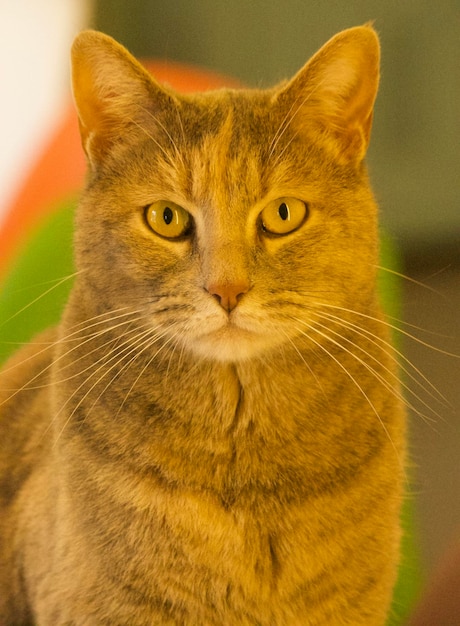 Foto retrato de gato em close-up