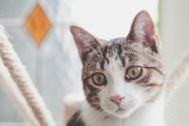 Retrato de gato em close-up
