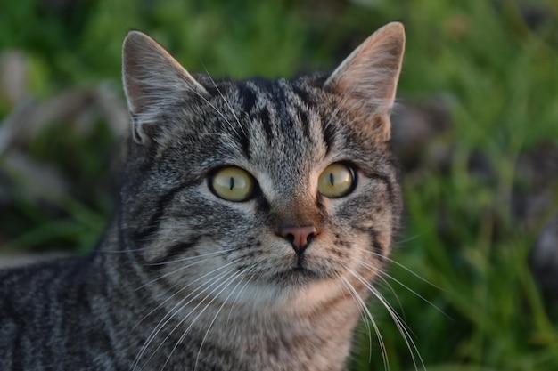 Foto retrato de gato em close-up