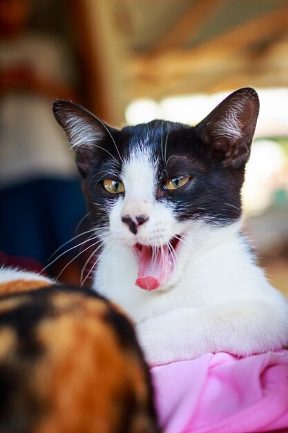 Foto retrato de gato em close-up