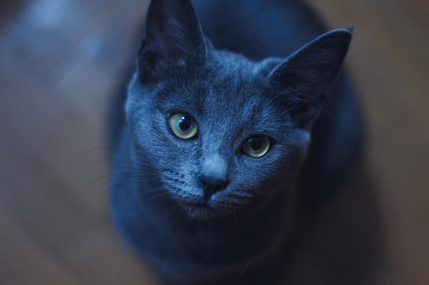 Retrato de gato em close-up