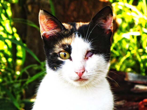 Foto retrato de gato em close-up