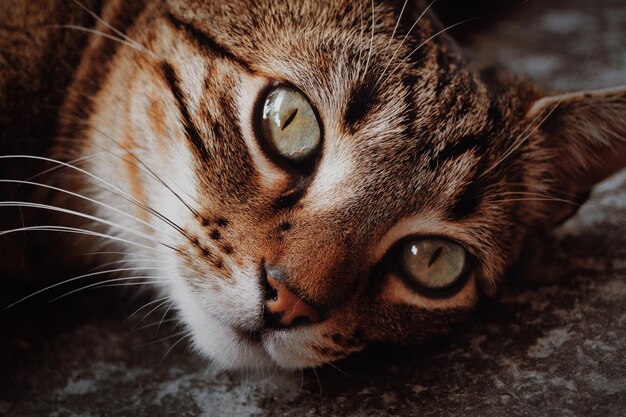 Retrato de gato em close-up