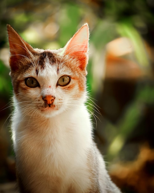 Foto retrato de gato em close-up