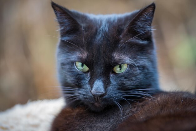 Foto retrato de gato em close-up