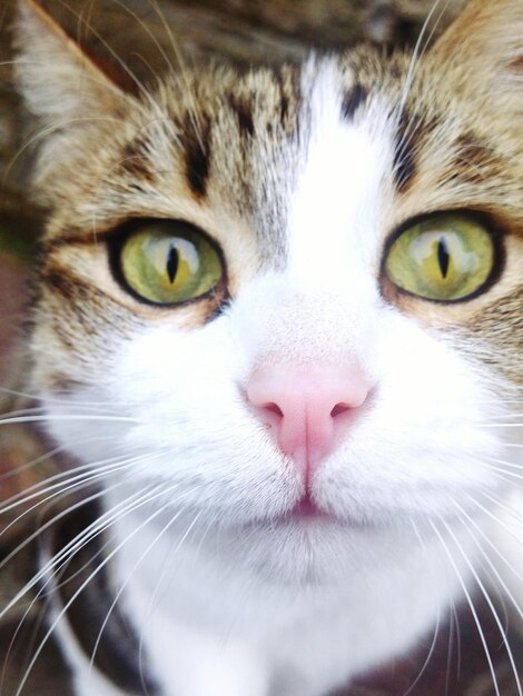 Foto retrato de gato em close-up