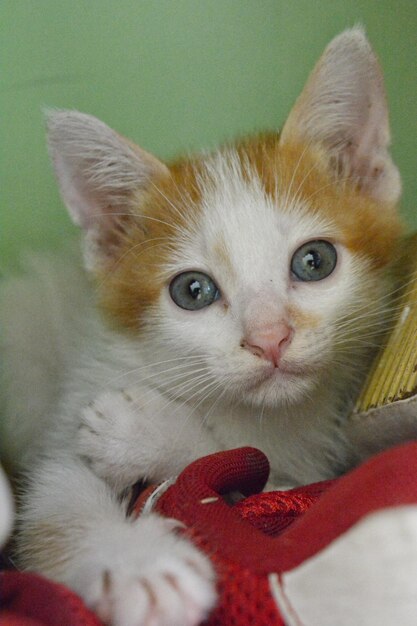 Foto retrato de gato em close-up