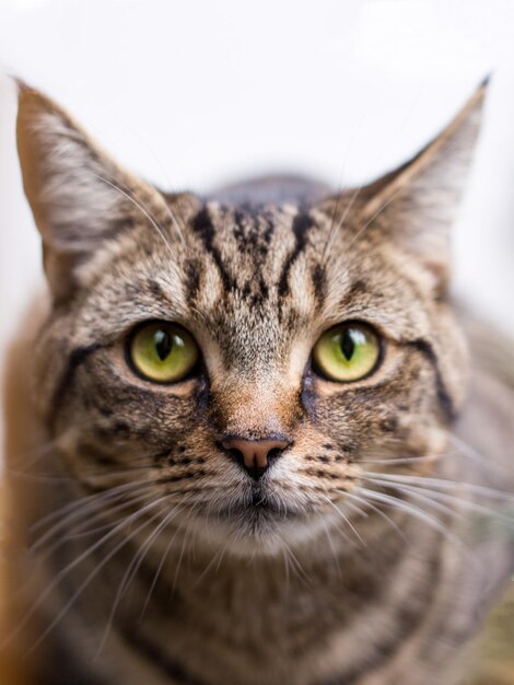 Foto retrato de gato em close-up