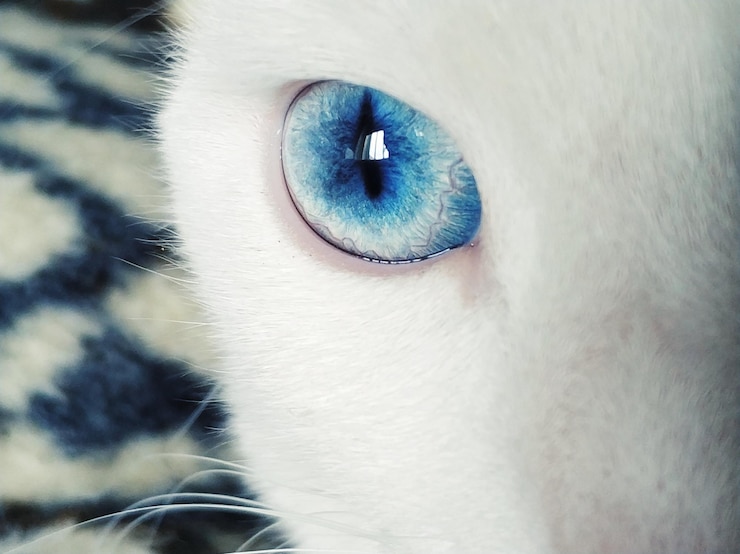 Foto retrato de gato em close-up