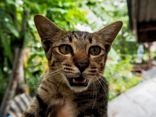 Foto retrato de gato em close-up