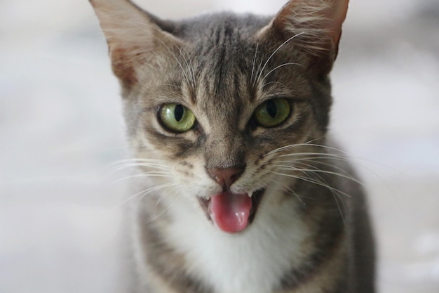 Retrato de gato em close-up