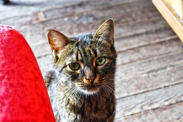 Foto retrato de gato em close-up