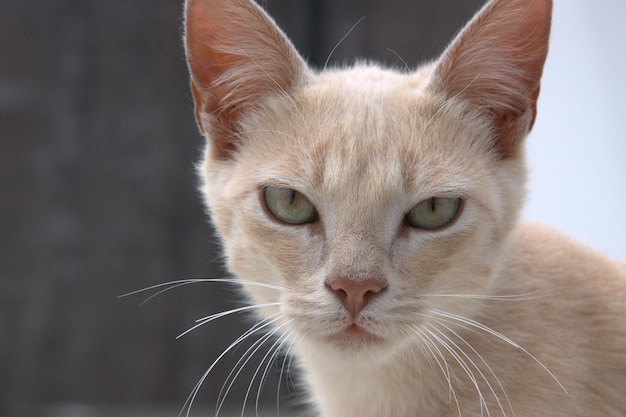 Retrato de gato em close-up