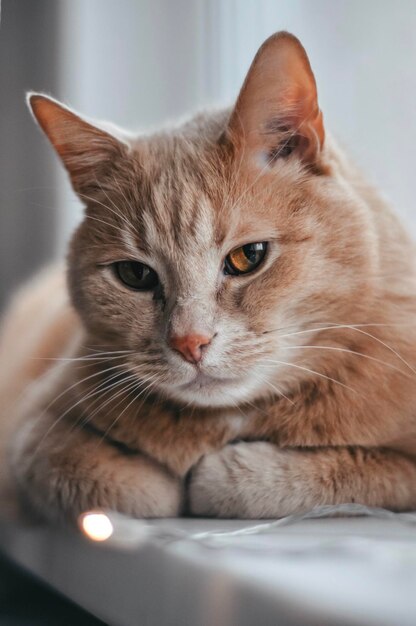 Retrato de gato em close-up