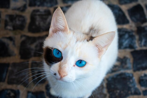 Foto retrato de gato em close-up