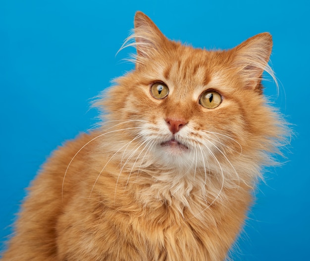 Retrato de gato fofo de gengibre adulto em um espaço azul
