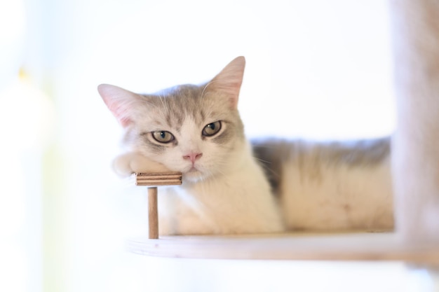 Retrato de gato fofo deitado no chão ponto de foco seletivo