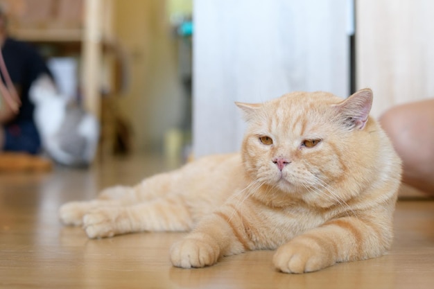 Retrato de gato fofo deitado no chão ponto de foco seletivo