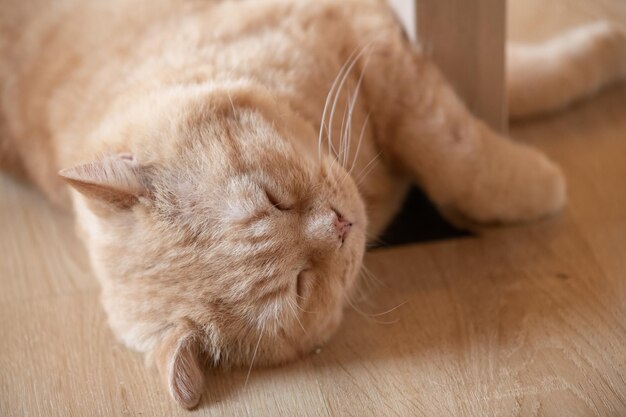 Retrato de gato fofo deitado no chão ponto de foco seletivo