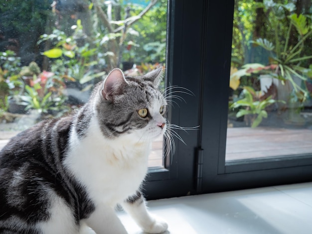 Foto retrato de gato fofo sentado na sala de estar olhando o jardim do lado de fora pela janela de manhã