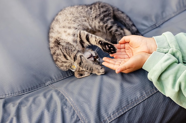 Foto retrato de gato gatinho listrado cinza bonito com olhos amarelos brilhantes olhando direto para a câmera brincando com as mãos de criança ao ar livre em um dia chuvoso de outono