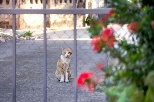 Retrato de gato gatinho