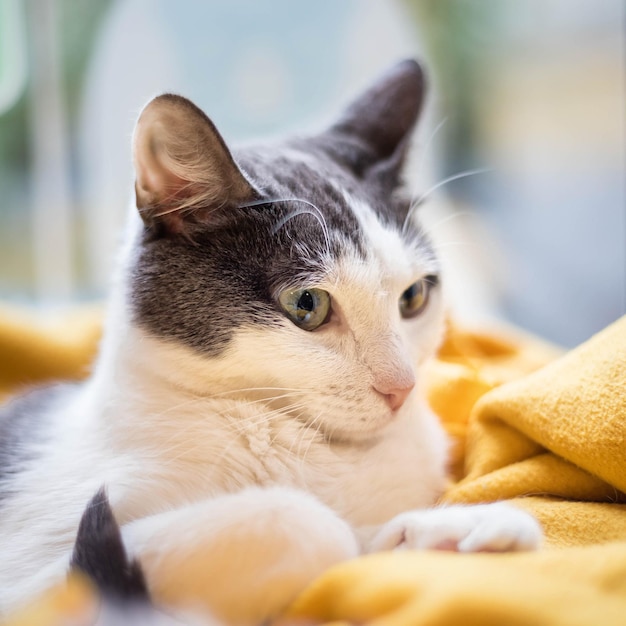 Retrato de gato Gato de casa em um fundo desfocado Abrigo de gato