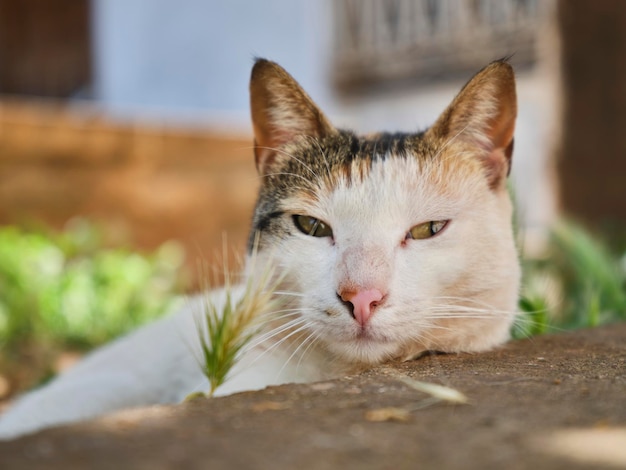 Retrato de gato lindo e fofo