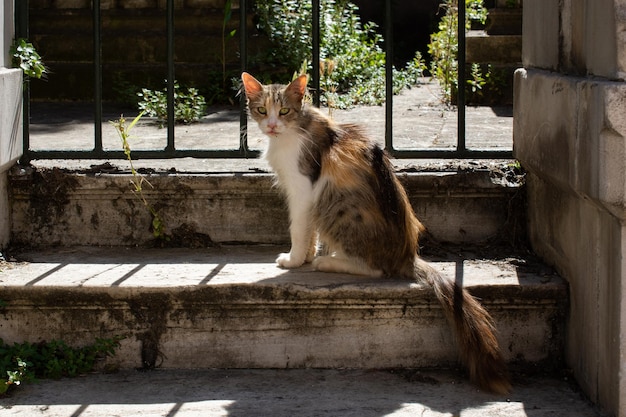 Retrato de gato listrado Gato sem-abrigo na rua