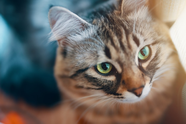 Retrato de gato listrado.