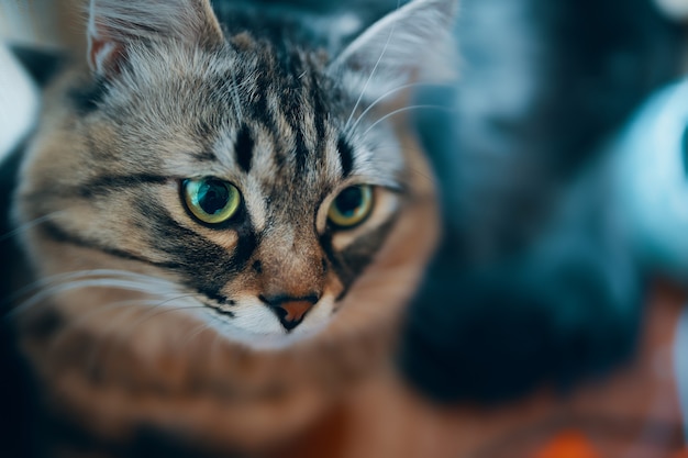 Retrato de gato listrado