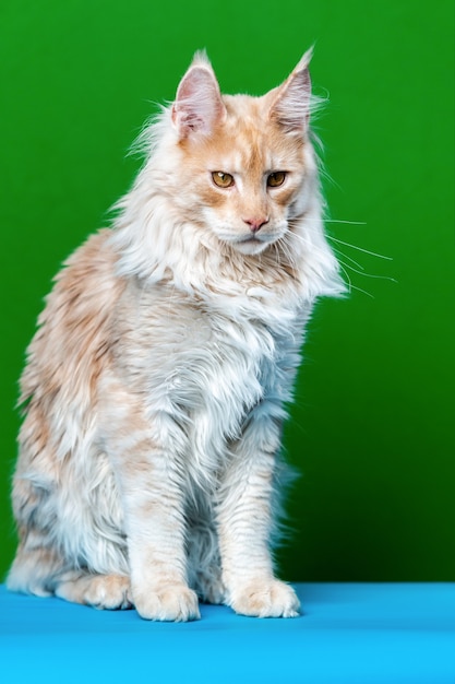 retrato de gato maine coon sentado sobre fundo azul claro e verde vista frontal foto do estúdio