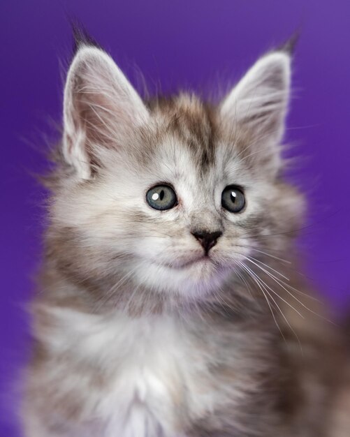 Retrato de gato maine de cor preta prata remendada tabby em fundo roxo closeup vista frontal