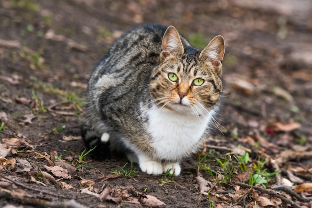 Retrato de gato malhado de março de primavera em folhas secas. A vida na rua de um gato de olhos verdes.