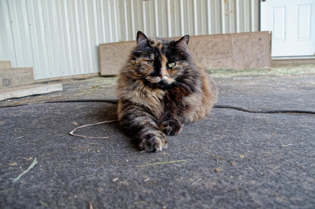 Retrato de gato manchado. Gato com pelo manchado isolado.