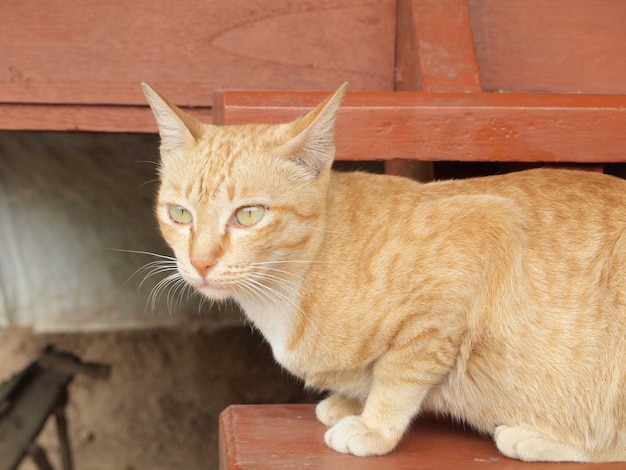 Retrato, de, gato marrom