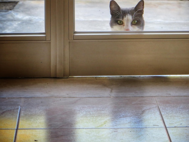 Foto retrato de gato na janela