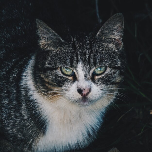 retrato de gato na rua