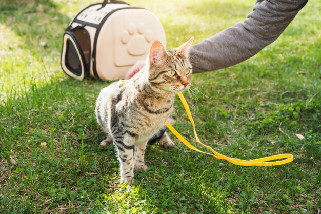 Foto retrato de gato no campo