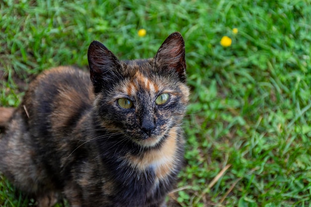 Retrato de gato no campo