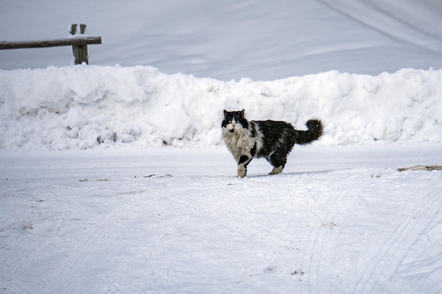 Retrato de gato no fundo da neve