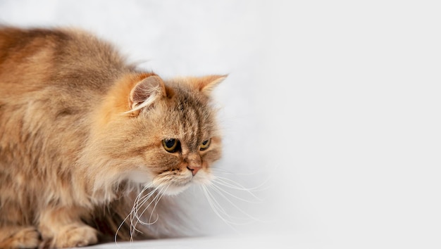 Foto retrato de gato olhando atentamente para o chão no estúdio