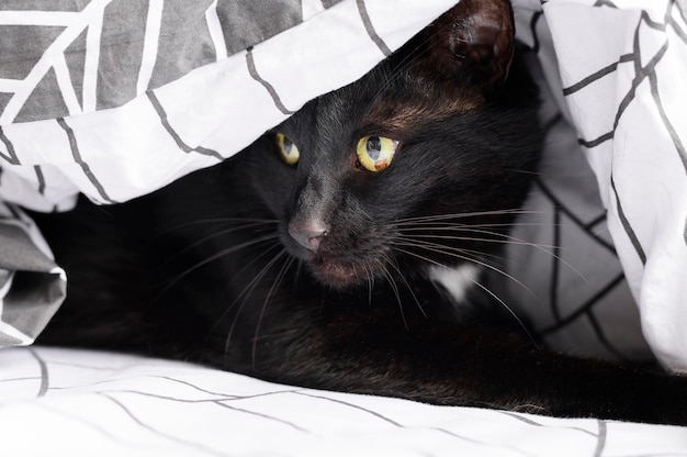 Retrato de gato peludo adorável em casa