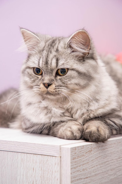 Retrato de gato persa bonito sentado na cômoda