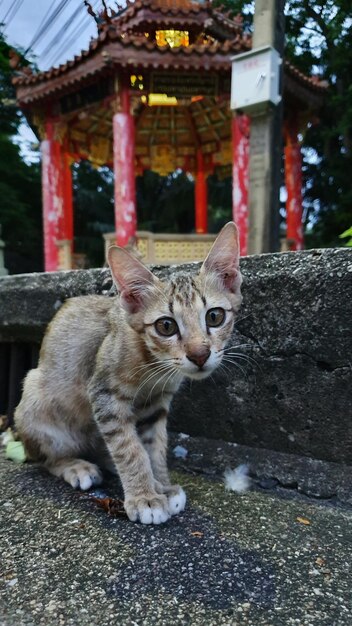 Foto retrato de gato por edifício