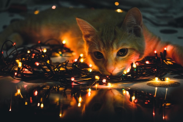 Retrato de gato por luzes de Natal iluminadas à noite