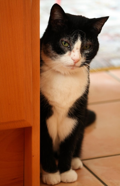 Foto retrato de gato por mesa