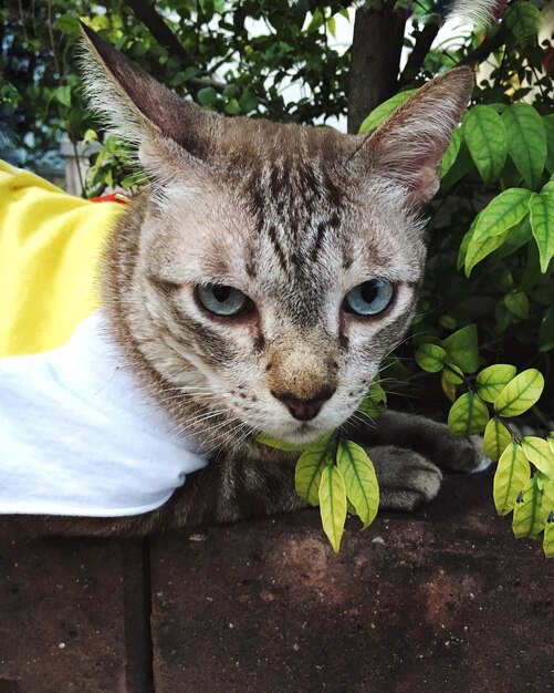 Foto retrato de gato por planta
