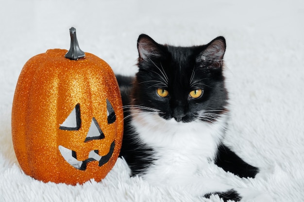 Retrato de gato preto e branco fofo com abóbora de Halloween