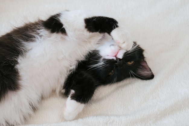 Retrato de gato preto e branco fofo dormindo